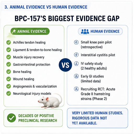 BPC-157 biggest evidence gap: decades of positive animal evidence versus very limited human studies, including a recruiting Phase 2 hamstring trial